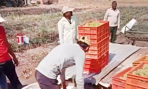 திராட்சை பழங்களில் ரசாயன கலவை கலப்பால் மக்கள் பீதி