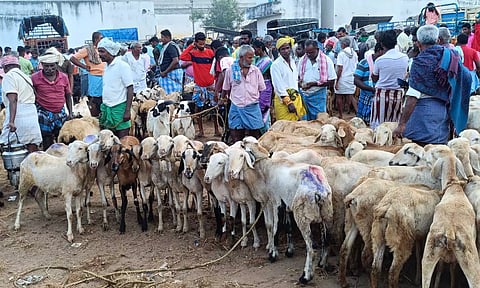 அய்யலூர் சந்தையில் இன்று விற்பனைக்காக கொண்டு வரப்பட்ட ஆடுகளை காணலாம்.