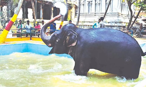 ஆனந்த குளியல் போடும் கும்பகோணம் ஆதிகும்பேஸ்வரர் கோவில் யானை