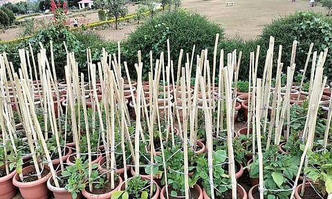 கோடை விழாவையொட்டி ஏற்காட்டில் பூந்தொட்டிகளில் நடவு செய்யப்பட்டுள்ள செடிகள். 