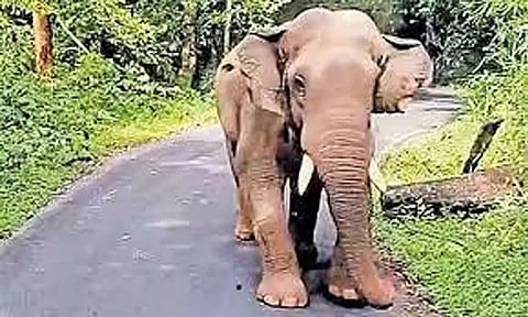 தாளவாடி மலைப்பகுதியில் அரசு பஸ்சை துரத்திய காட்டுயானையால் பரபரப்பு