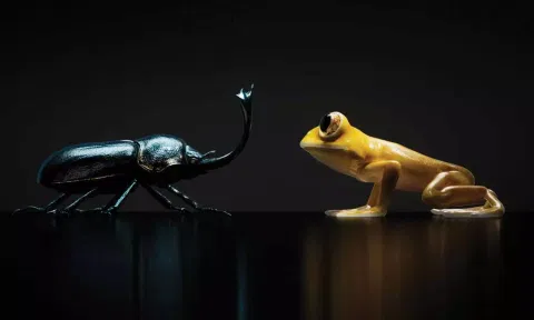 வண்டு-தவளை.. புது டீசர் வெளியிட்ட நத்திங் - எதற்கு தெரியுமா?