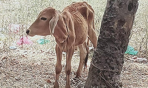  மீட்கப்பட்ட கன்று குட்டி