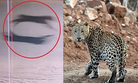 சிறுத்தையை பிடிக்க முதுமலையில் இருந்து மயிலாடுதுறைக்கு சென்ற சிறப்புக் குழு