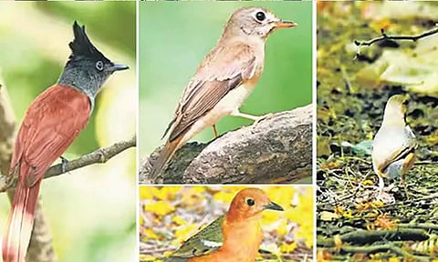 198 வகை பறவைகள் வருகை: பள்ளிக்கரணை சதுப்பு நிலத்துக்கு புதுவரவு இமயமலை 'நீல சோலைபாடி'