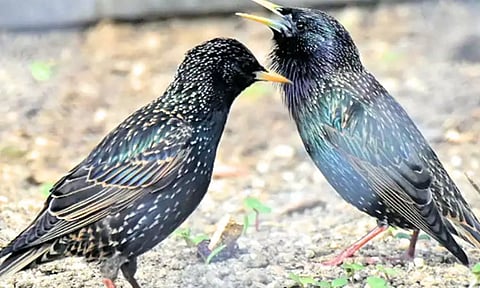 சைரன் ஒலி போன்று மிமிக்ரி செய்த பறவைகள்