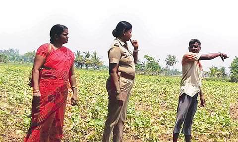 உடப்பாங்கரை பருத்தி வயலில் கபிஸ்தலம் போலீஸ் இன்ஸ்பெக்டர் மகாலெட்சுமி பார்வையிட்ட காட்சி.