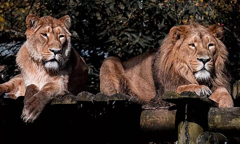'அக்பர் - சீதா' சிங்கங்களுக்கு 'சூரஜ் - தனயா' என்ற புதிய பெயர்கள் வைக்க முடிவு