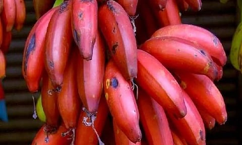 ஆண்மை குறைபாட்டை நீக்குமா செவ்வாழைப்பழம்?