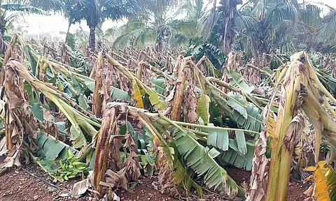 தாளவாடி பகுதியில் 2-வது நாளாக சூறைக்காற்றுடன் பலத்த மழை