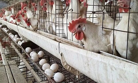 பறவைக்காய்ச்சல் எதிரொலி: கேரளாவில் இருந்து நீலகிரிக்கு கோழி-முட்டை கொண்டு வர தடை