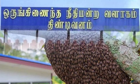 நீதிமன்ற வளாகத்திற்குள் புகுந்த விஷ தேனீக்கள்: 30-க்கும் மேற்பட்டோர் மருத்துவமனையில் அனுமதி