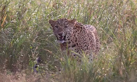 சிறுகளத்தூர் முந்திரி காட்டில் மீண்டும் சிறுத்தை நடமாட்டம்? வனத்துறையினர் தொடர்ந்து கண்காணிப்பு