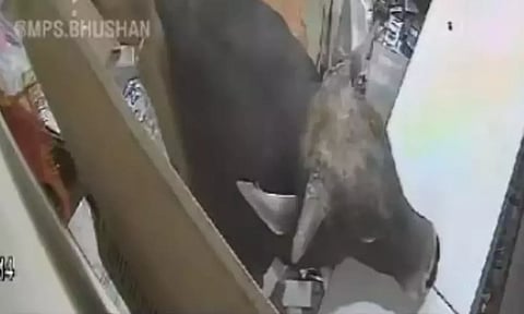 செல்போன் கடைக்குள் சீறிப்பாய்ந்த காளை