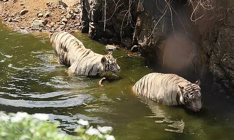 கோடை வெப்பம்: வண்டலூர் பூங்காவில் விலங்குகள், பறவைகளுக்கு சிறப்பு பாதுகாப்பு ஏற்பாடுகள்
