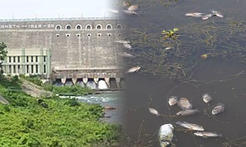 பவானிசாகர் அணை நீர்த்தேக்க பகுதியில் மீன்கள் செத்து மிதப்பதால் பரபரப்பு