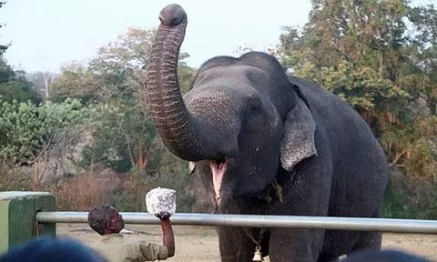 கோடை சீசன்: முதுமலை யானைகள் முகாமில் குவிந்த சுற்றுலா பயணிகள்