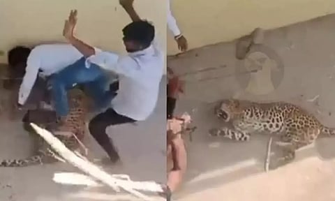 உ.பி.யில் ஊருக்குள் புகுந்த சிறுத்தையை தடியால் அடித்து விரட்டிய கிராம மக்கள்