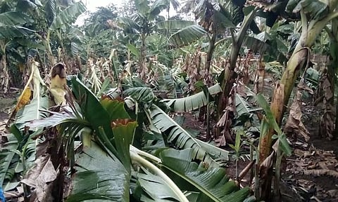 தாளவாடி அருகே சூறாவளி காற்றுடன் பலத்த மழை