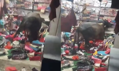 புடவை கடையை புரட்டி எடுத்த 2 காளைகள்