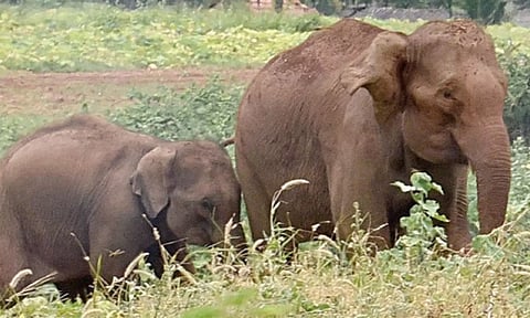 கடும் வறட்சி: குன்னூரில் தண்ணீர் தேடும் யானைகள்