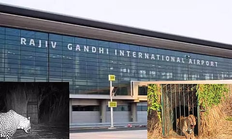 விமான நிலையத்திற்குள் புகுந்த சிறுத்தை கூண்டில் சிக்கியது