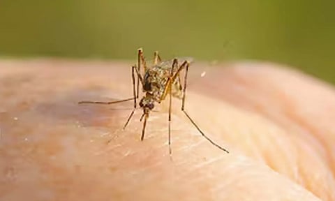 கேரளாவில் 'நைல் காய்ச்சல்' பரவல்- 3 மாவட்டங்களுக்கு எச்சரிக்கை