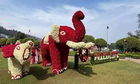 ஊட்டியில் மலர் கண்காட்சி தொடங்கியது- பல வண்ண மலர்களால் உருவான யானை, சிங்கம் உருவங்கள்