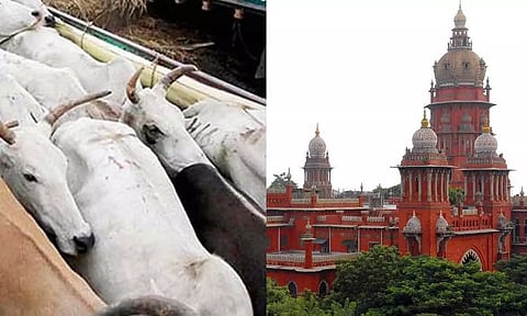 அண்டை மாநிலங்களுக்கு மாடுகள் கொண்டு செல்வதை தடுக்க கோரிய வழக்கு: நீதிமன்றம் அதிரடி உத்தரவு