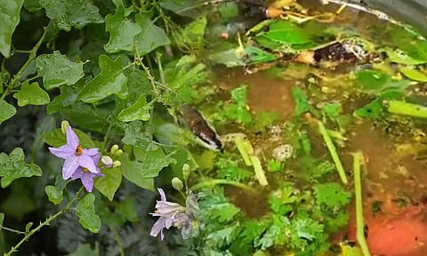 மழைக்கு ஏற்ற இதமான தூதுவளை மிளகு ரசம்