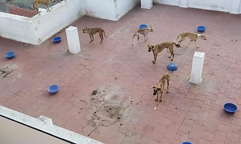 வீட்டில் பரிதாபநிலையில் அடைத்து வைத்திருந்த 18 நாய்கள் மீட்பு
