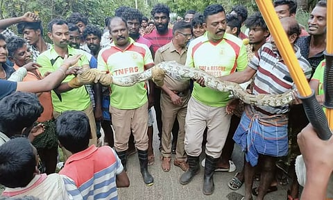 விவசாயி வீட்டில் 5 கோழிகளை விழுங்கிய மலைப்பாம்பு