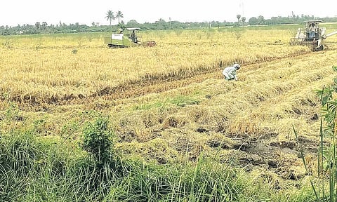 புதுச்சேரி பாகூர் பகுதியில் அறுவடை பணிகள் நடந்து வரும் காட்சி.