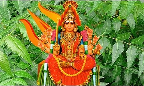 பராசக்தியின் மறு உருவம் வேப்பிலை-வேம்பின் மகிமை