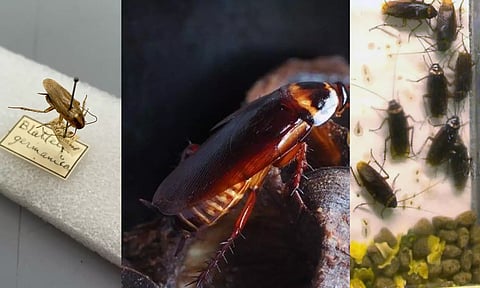 கரப்பான் பூச்சிகள் உலகம் முழுவதும் பரவியது எப்படி? அதிரவைக்கும் ஆய்வு முடிவுகள் வெளியீடு