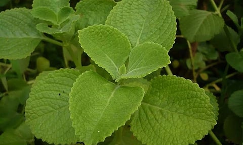 சளி, இருமலை விரட்டும் கற்பூரவள்ளி