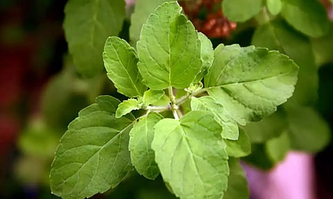 ரத்த அழுத்த நோய் குறைய...