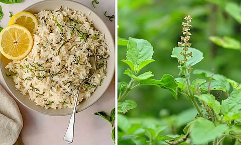 ஆரோக்கிய துளசி சாதம்