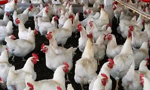 சேலத்தில் கறிக்கோழி விலை கிலோ ரூ. 260 ஆக உயர்வு