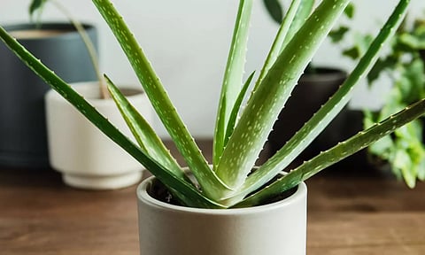 வீட்டில் கற்றாழை வளர்க்கலாமா?