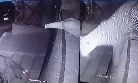 தடுப்பு சுவரில் ஒரே ஜம்ப்.. கோழியை கவ்விப்பிடித்த சிறுத்தை - வீடியோ வைரல்