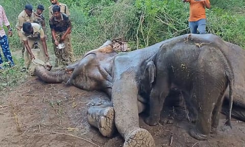 தாய் யானைக்கு மீண்டும் சிகிச்சை - பரிதவிக்கும் குட்டி யானை