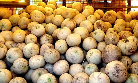 சேலம் வாழப்பாடியில் திருவண்ணாமலை முலாம் பழம் விற்பனை அமோகம்