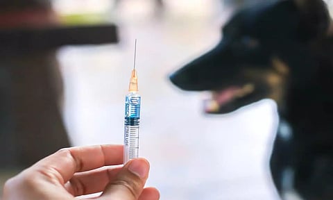 மெரினாவில் 132 நாய்களுக்கு ரேபிஸ் தடுப்பூசி: மாநகராட்சி நடவடிக்கை