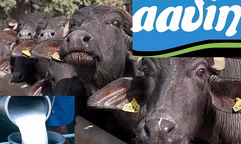 2 ஆயிரம் எருமைகளை தத்து எடுத்த ஆவின் நிறுவனம்