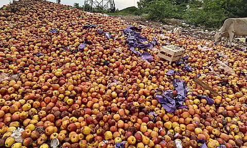 சாலையோரமாக கொட்டப்பட்ட ஆப்பிள் பழங்கள்