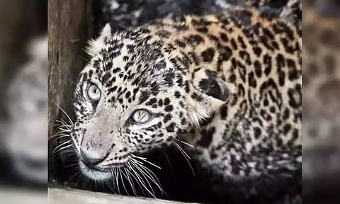 திருப்பத்தூரில் சிறுத்தை நடமாட்டம்- பள்ளிகளுக்கு நாளை கட்டாய விடுமுறை