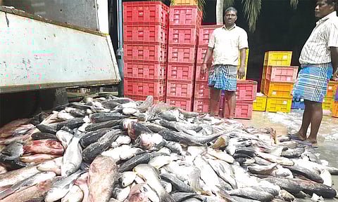 மீன்பிடி தடைகாலம் முடிந்தது: ஒரே நாளில் ரூ.8 கோடி மீன்களுடன் கரை திரும்பிய மீனவர்கள்