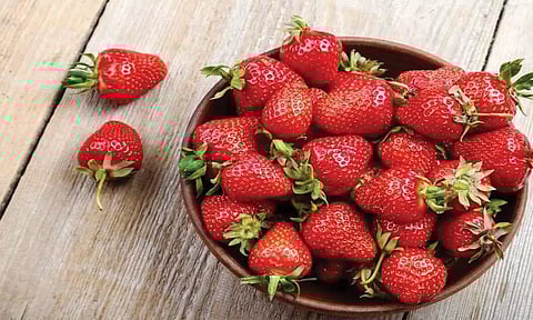 ஊட்டியில் ஸ்ட்ராபெர்ரி பழம் சீசன் தொடங்கியது