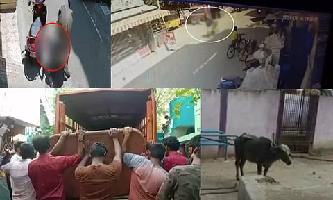 எருமை மாடு முட்டி இழுத்து செல்லப்பட்ட பெண் - உரிமையாளருக்கு போலீஸ் வலைவீச்சு